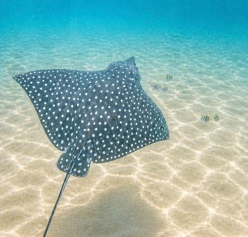 Snorkeling 1
